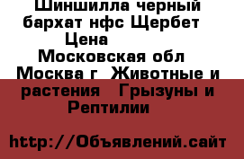 Шиншилла черный бархат нфс Щербет › Цена ­ 4 000 - Московская обл., Москва г. Животные и растения » Грызуны и Рептилии   